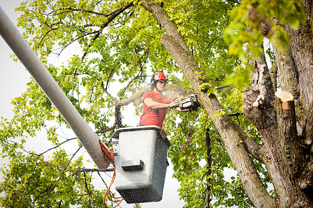 Palm Tree Trimming in Maltby, WA